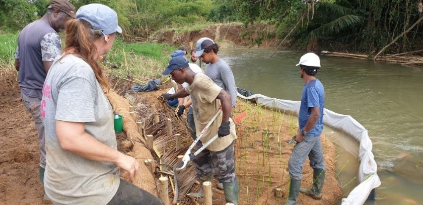 Chantier-école du projet PROTÉGER Phase 2 : pose de fascine. Crédit Parc National de la Guadeloupe. Lauréat du Prix national du génie écologique 2024